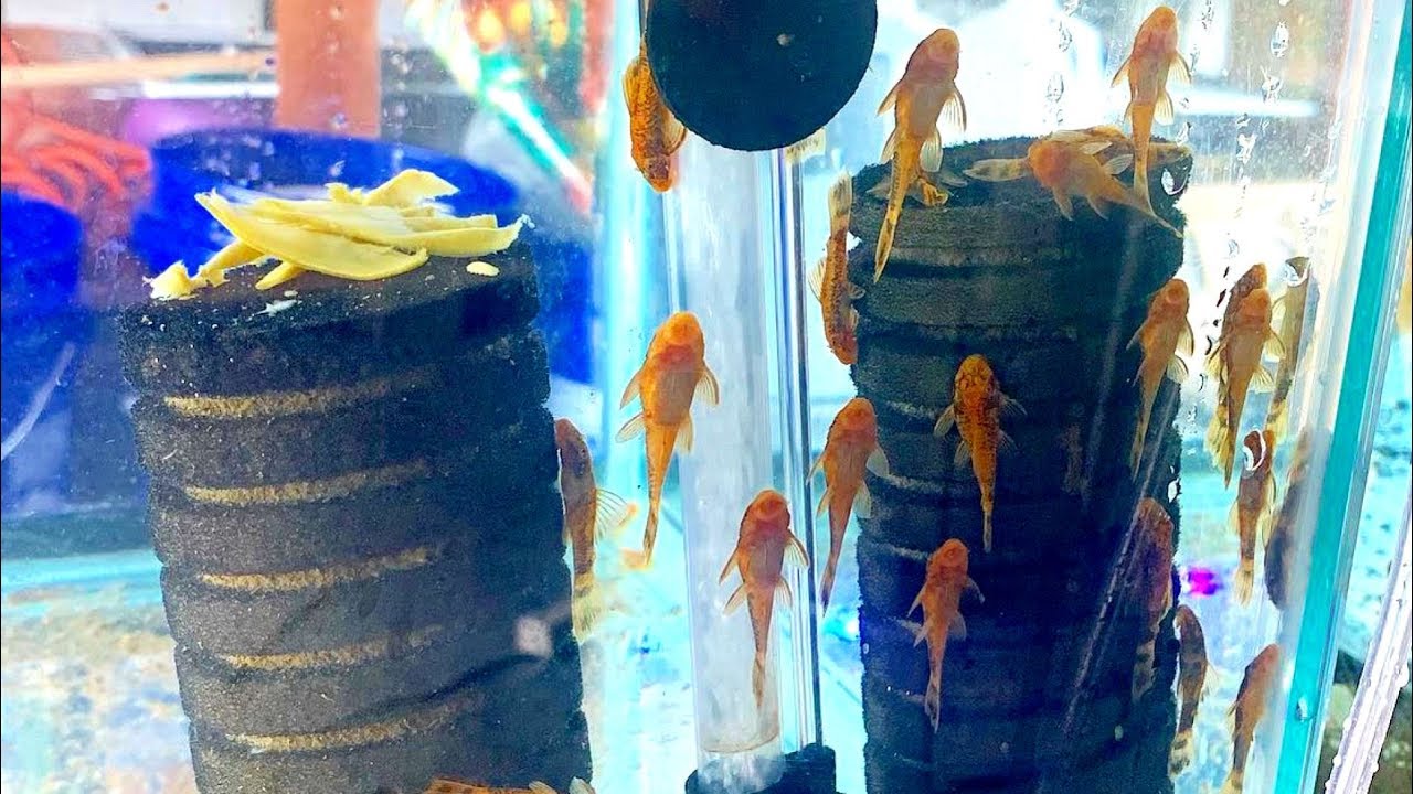 Bristlenose Pleco Factory is NOW OPEN! Fish Room Update and New Additions
