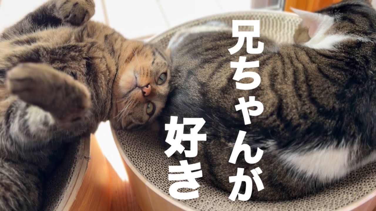 兄猫に甘えたいのにうまくいかない猫