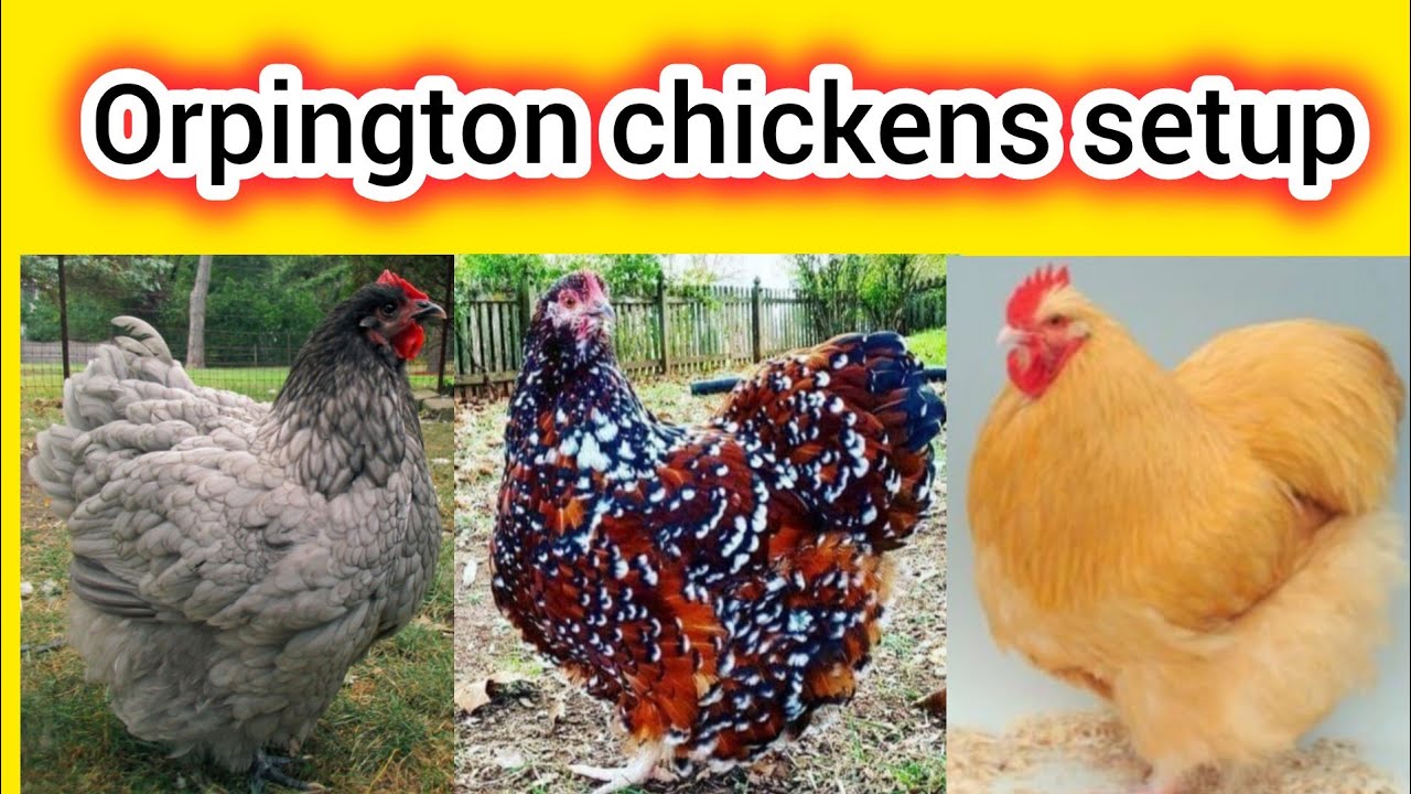 Orpington chicken breed | Orpington chicken Philippines | Orpington chicken colors | Orpington eggs