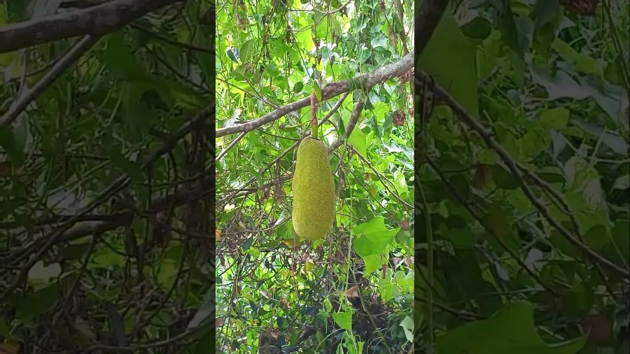TAMANG GAWIN PARA DI MASIRA ANG BUNGA NG LANGKA (JACKFRUIT)