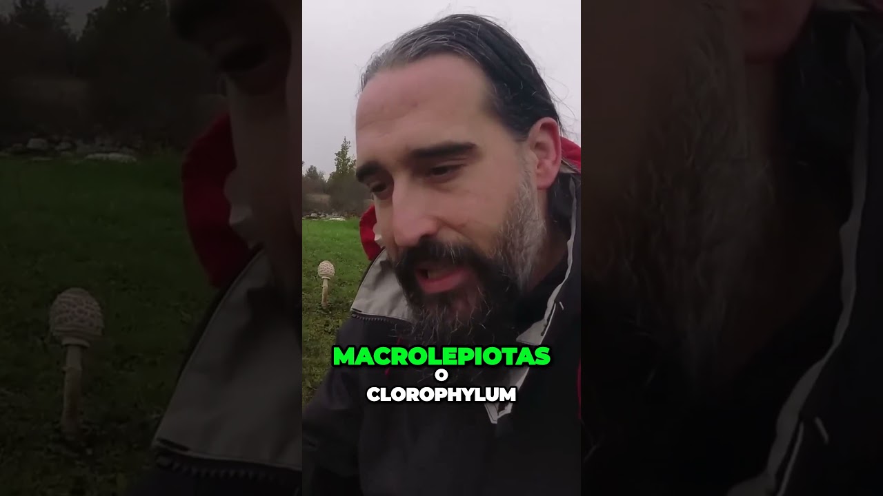 Cuidado con las Macrolepiotas  descubre cu&aacute;l es t&oacute;xica