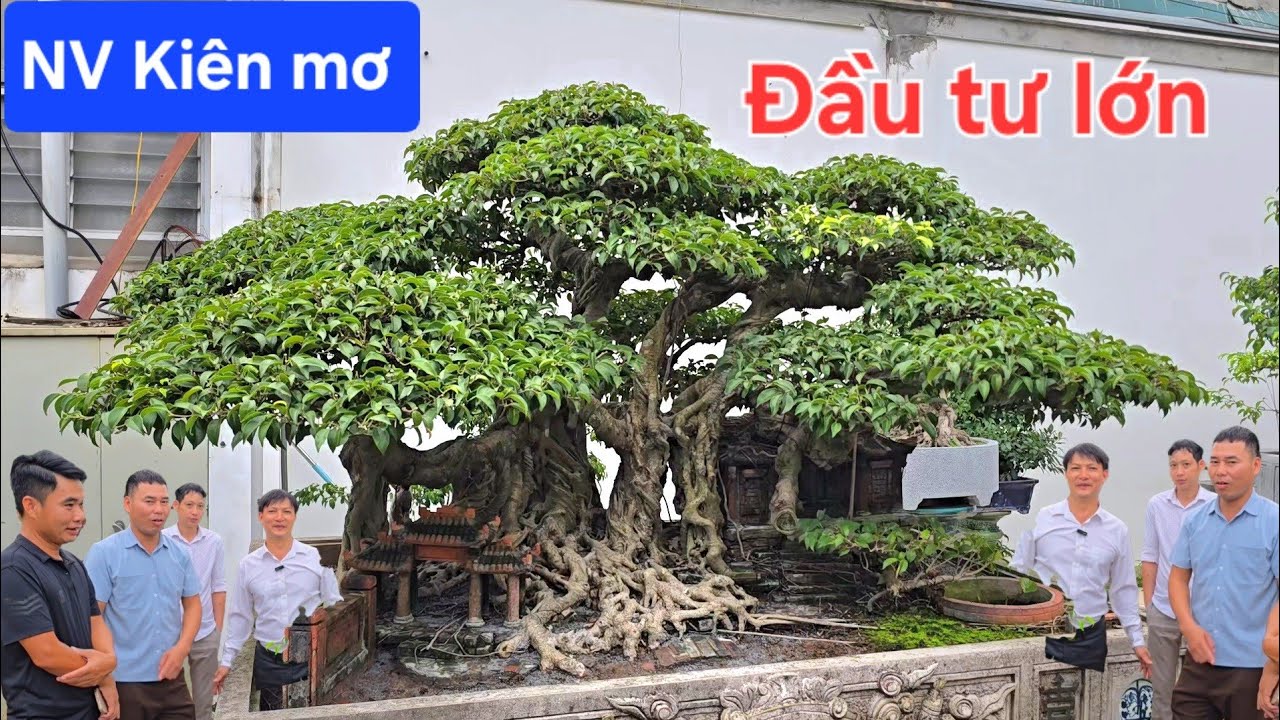 Đại gia Kiên mơ bắt tướng về vườn đầu tư lớn vào cây cảnh