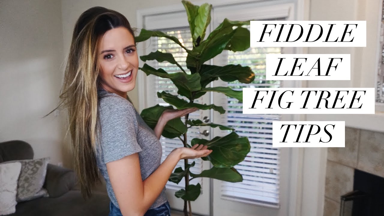 CARE TIPS For Fiddle Leaf Fig Trees & Houseplants!