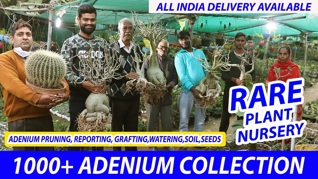 घर बैठे 5 मिनट में अडेनियम बनाये | Know How to do Adenium Pruning, Reporting, Grafting | Rare Plants