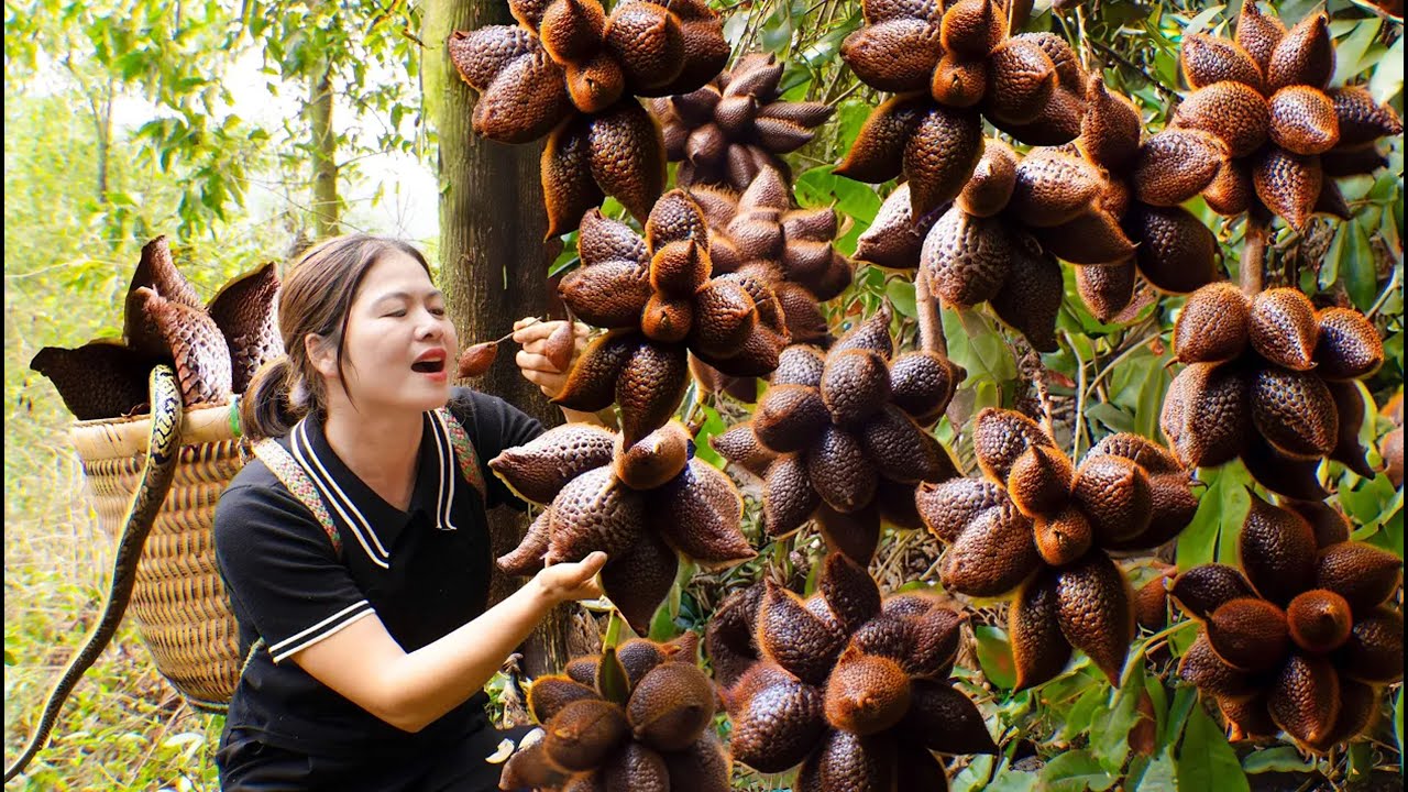 Harvesting Wild Thai Rattan Fruit to Sell | How to Make Delicious Steamed Vegetable and Meat Rolls