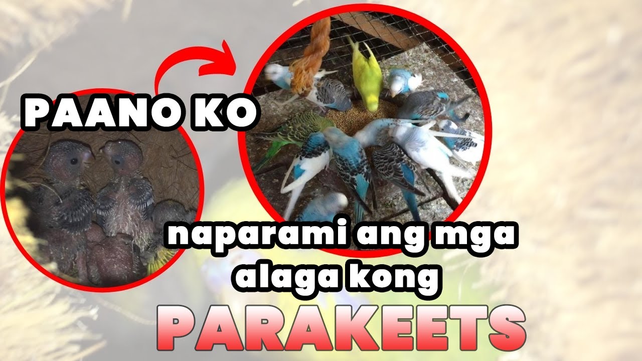 PAANO KO NAPARAMI ANG MGA ALAGA KONG PARAKEETS | SISIW NG LOVE BIRDS