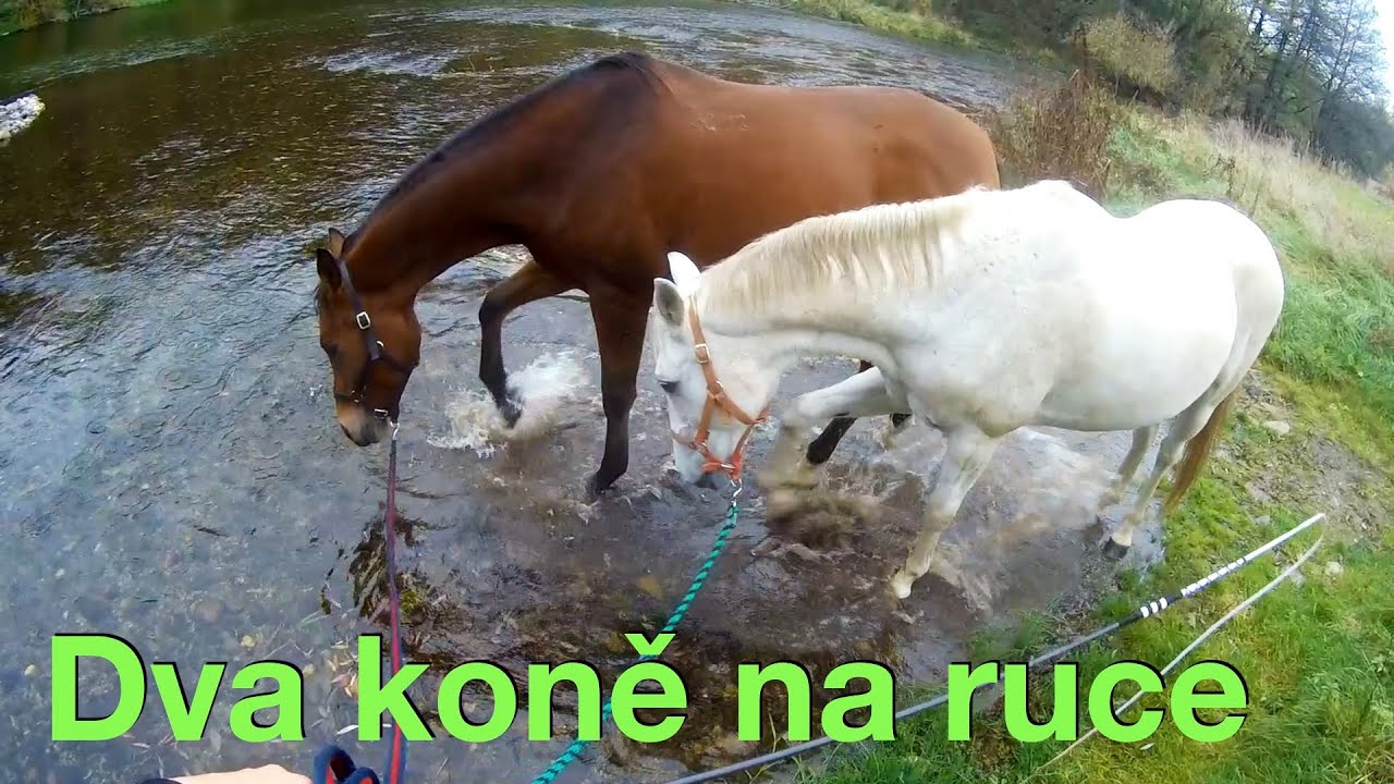 Co dělám, když jsem sama u koní? 🐎 Dva koně na ruce ❊ Práce ze země