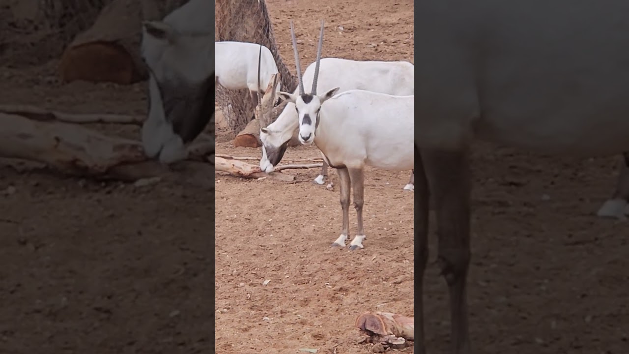 🦌 Beautiful Oryx! Conservation Success Story 🌿 | Wildlife in Action