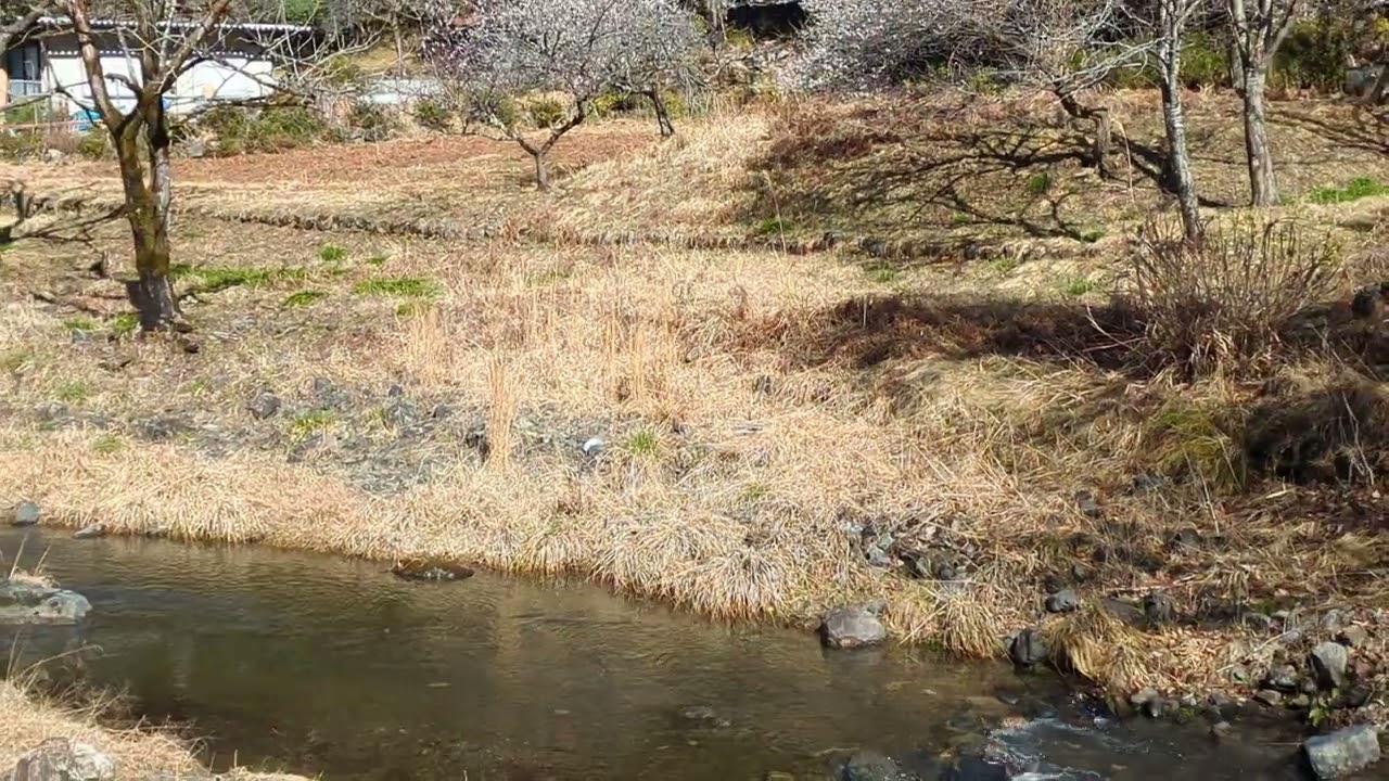 令和8年3月4日のわが家の庭