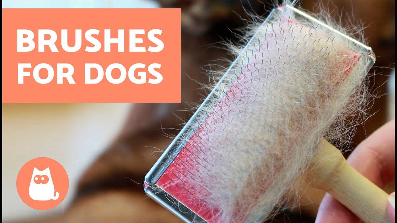 The Best Brushes for Short, Long or Medium-Haired Dogs