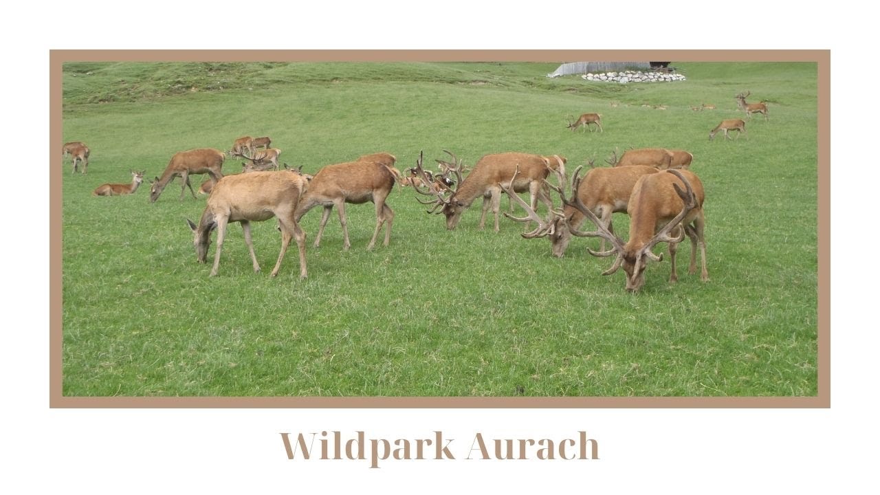Wildpark Aurach