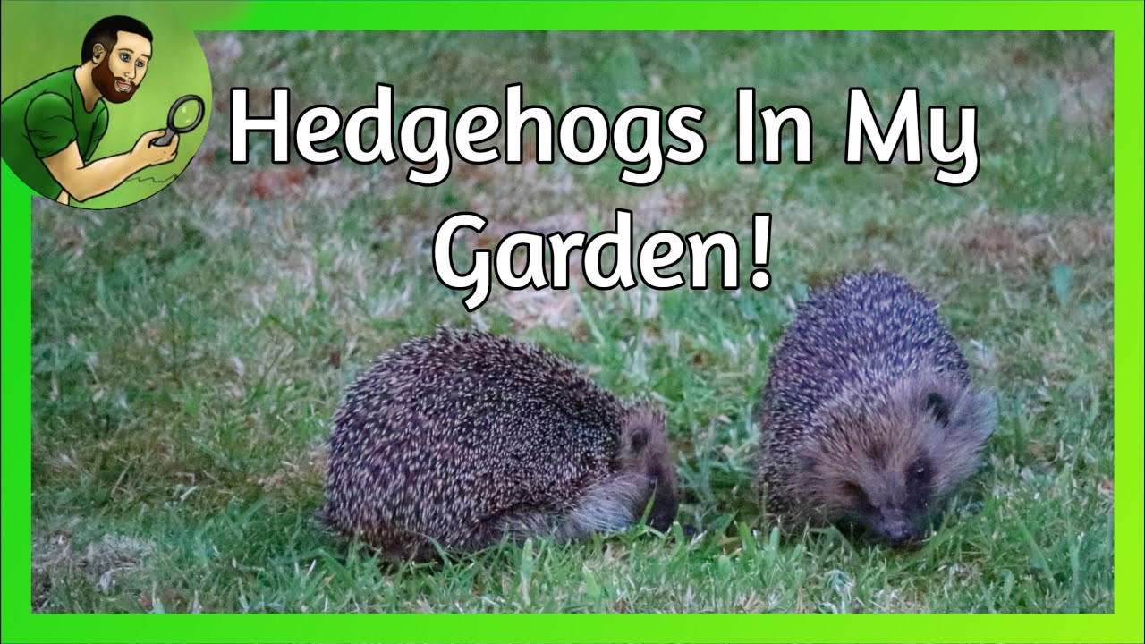 Hedgehogs In My Garden!