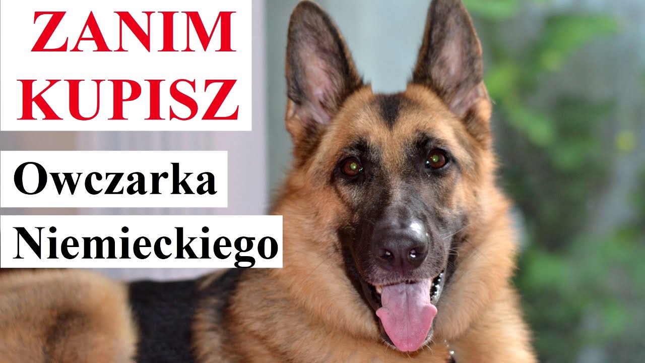 ZANIM KUPISZ Owczarka Niemieckiego