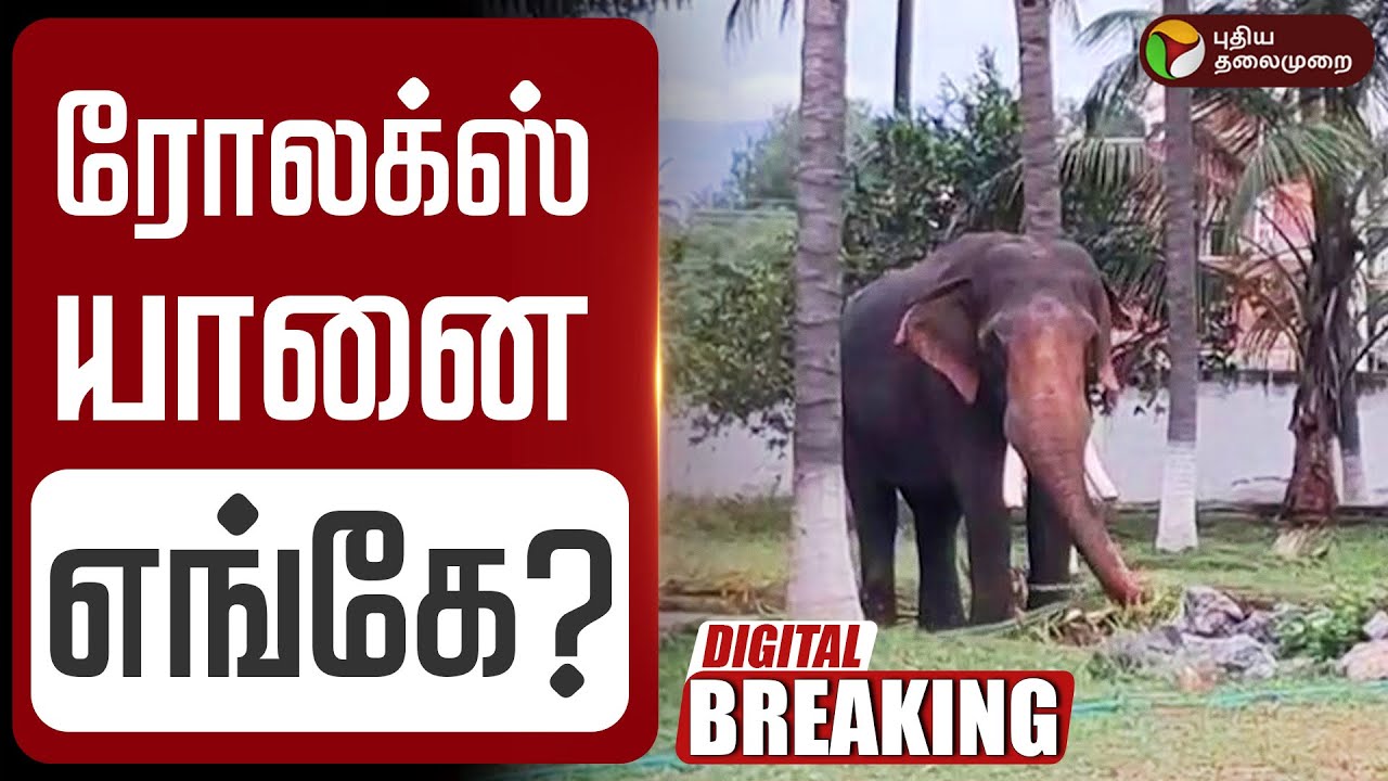 🔴BREAKING: ரோலக்ஸ் யானை எங்கே? | Rolex Elephant | Coimbatore | Forest Department PTD