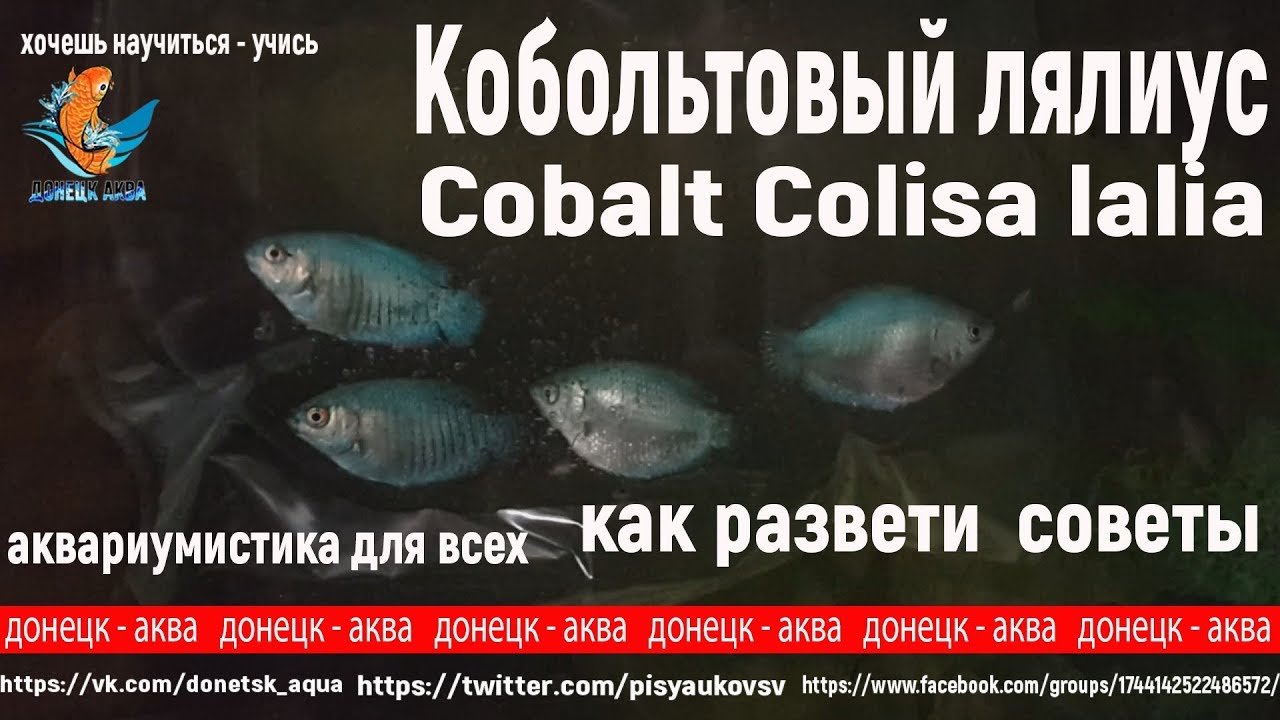 кобольтовый лялиус, Cobalt Colisa lalia, советы по разведению, что делать, råd om avl