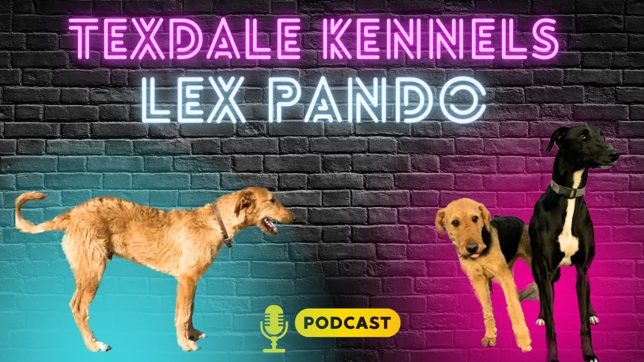 Breeder Profile 021:  Lex Pando From TexDale Kennels - Airedales, Lurchers, Staghounds (2/2)