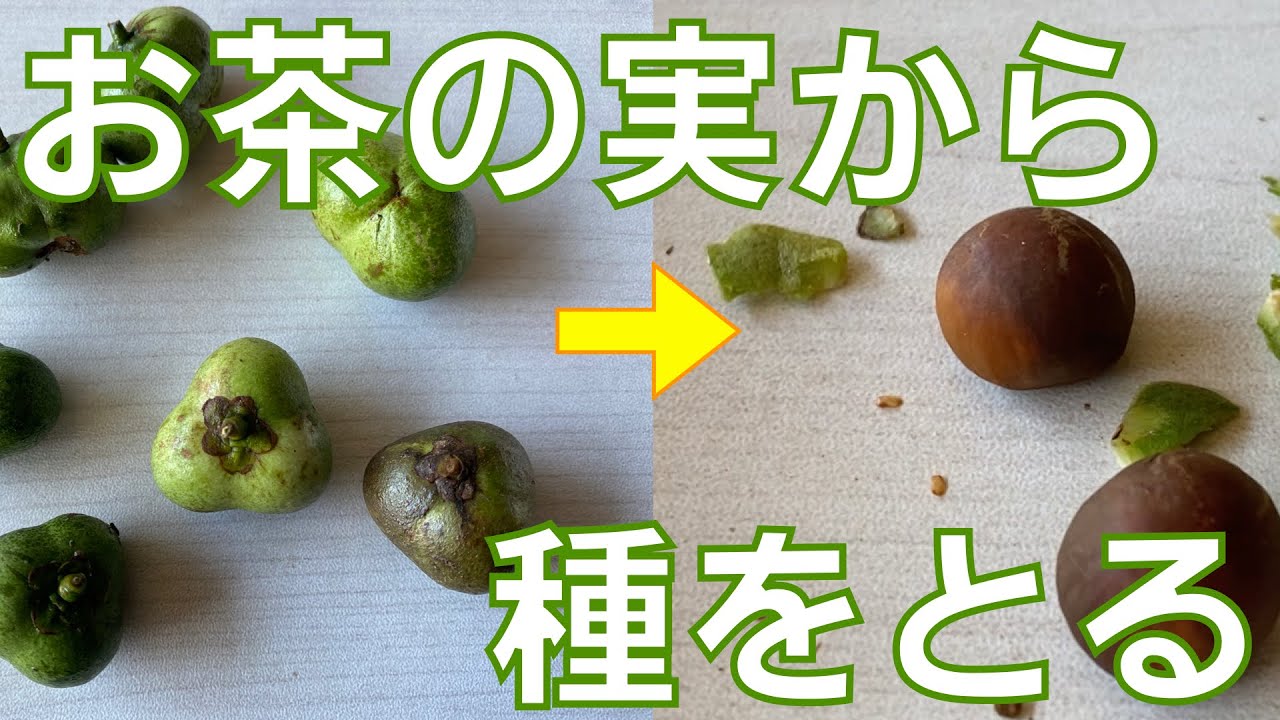 お茶の実から種をとる