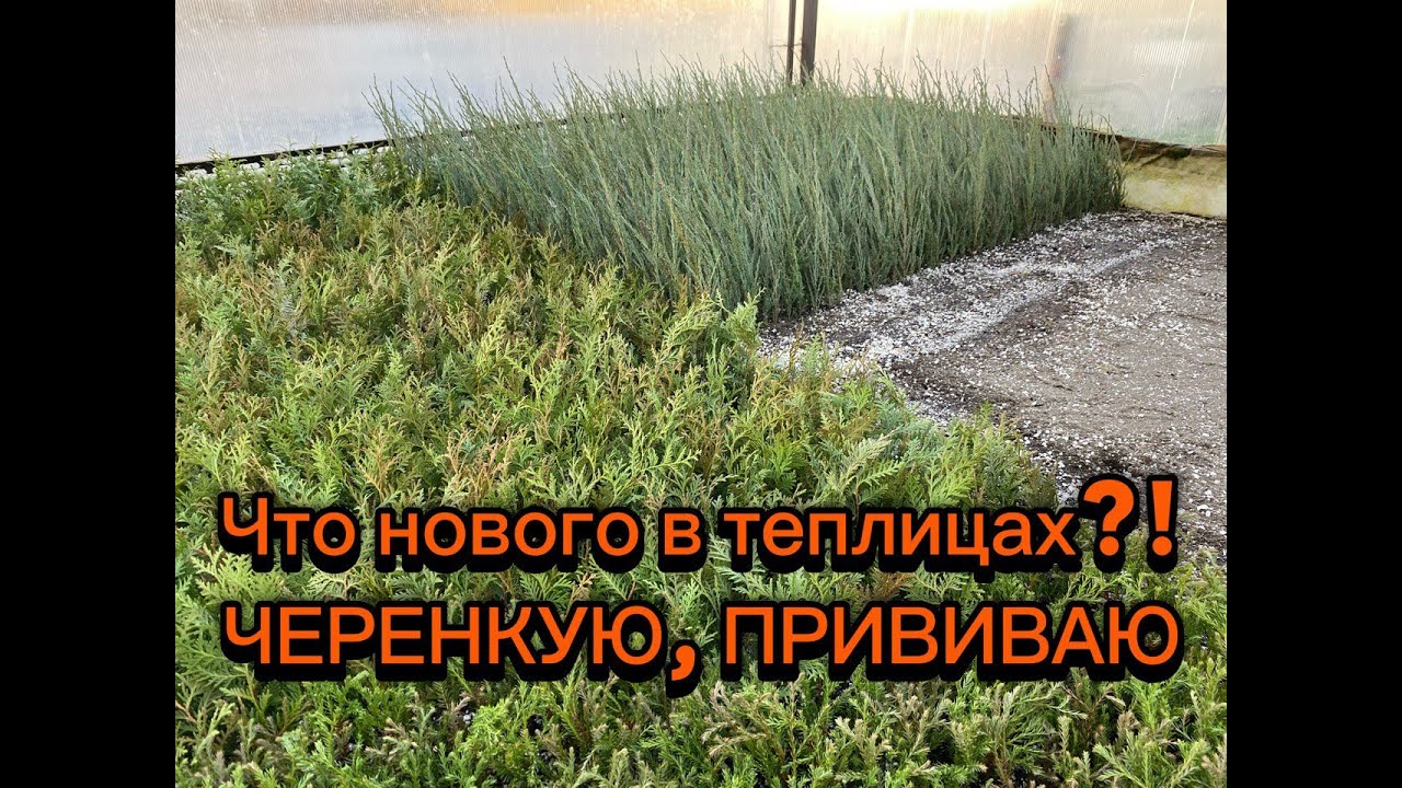 🌲🌳Какие изменения в теплицах?! Черенкование и прививка на штамб.🌳