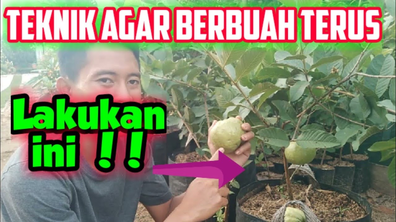 Cara Membuahkan Jambu Kristal Terus Menerus Dalam Pot