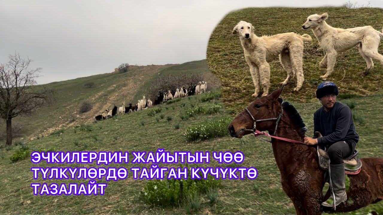 Чабан жашоо