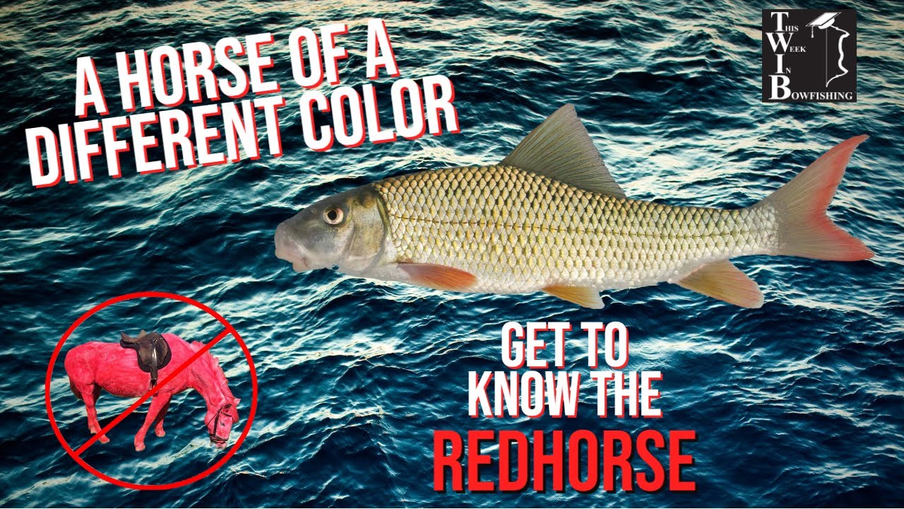 A Horse of a Different Color - Get to Know the Redhorse