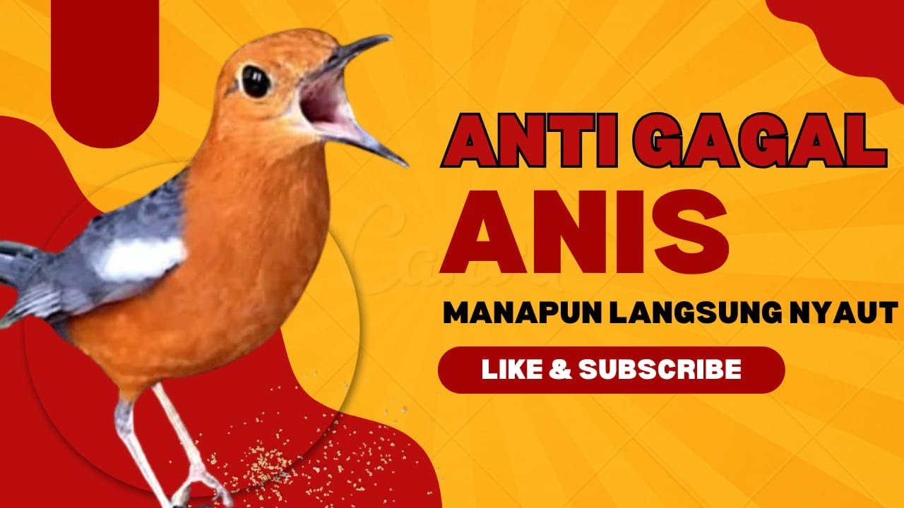 LANGSUNG NYAUT 10000 % ‼️ ANIS MERAH MACET BUNYI JIKA DENGAR SUARA INI PASTI NYAUT LANJUT GACOR | 78