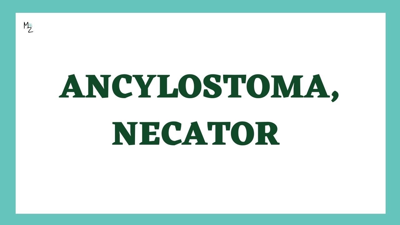 Hookworms: Ancylostoma duodenale & Necator americanus | Hookworm, Causes, Diagnosis & Treatment