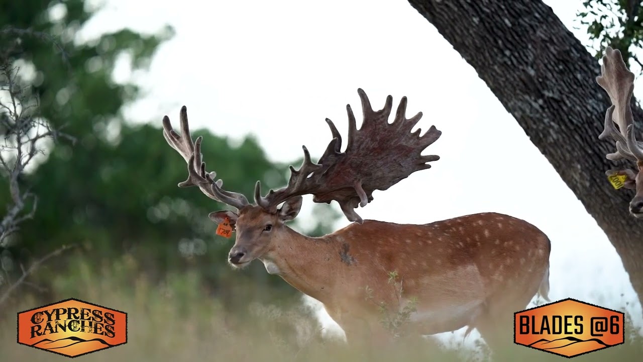 Blades | 2023 Fallow Breeder AI