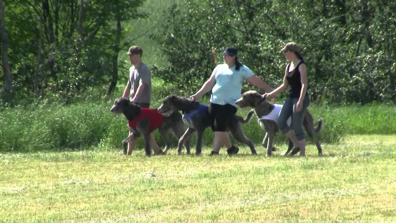 Lure Coursing irish wolfhound pack in Finland