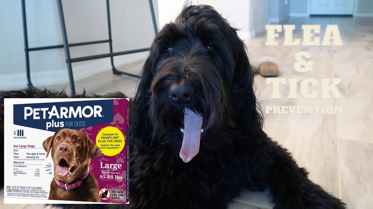 PET ARMOR PLUS DOG FLEA AND TICK PREVENTION REVIEW FOR YOUR BEST FURIEND