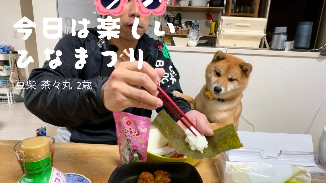 【豆柴 茶々丸 2歳】ひな祭りごはんが食べたい柴犬