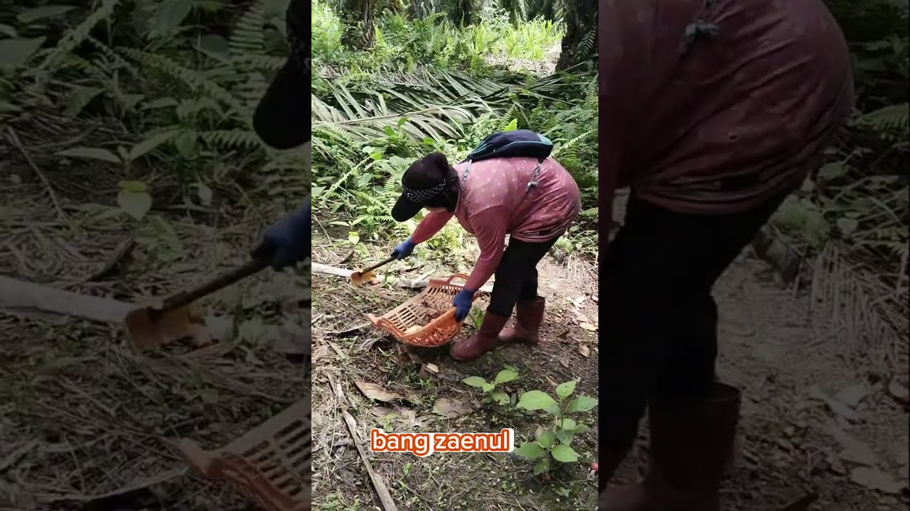 Kita panen di blok j16 sampai j12 ya teman