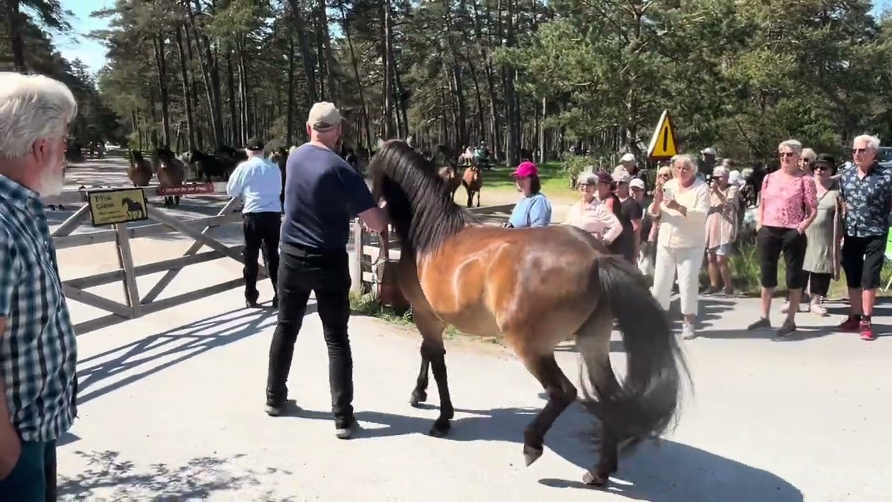 Hingstsläpp på Lojsta hed med Stinsen foto Anna Ericsson
