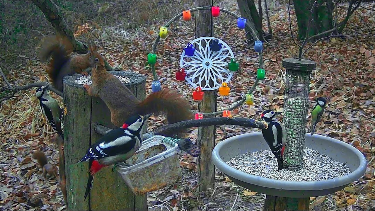 20260204 POSATOIO - BIRD FEEDER