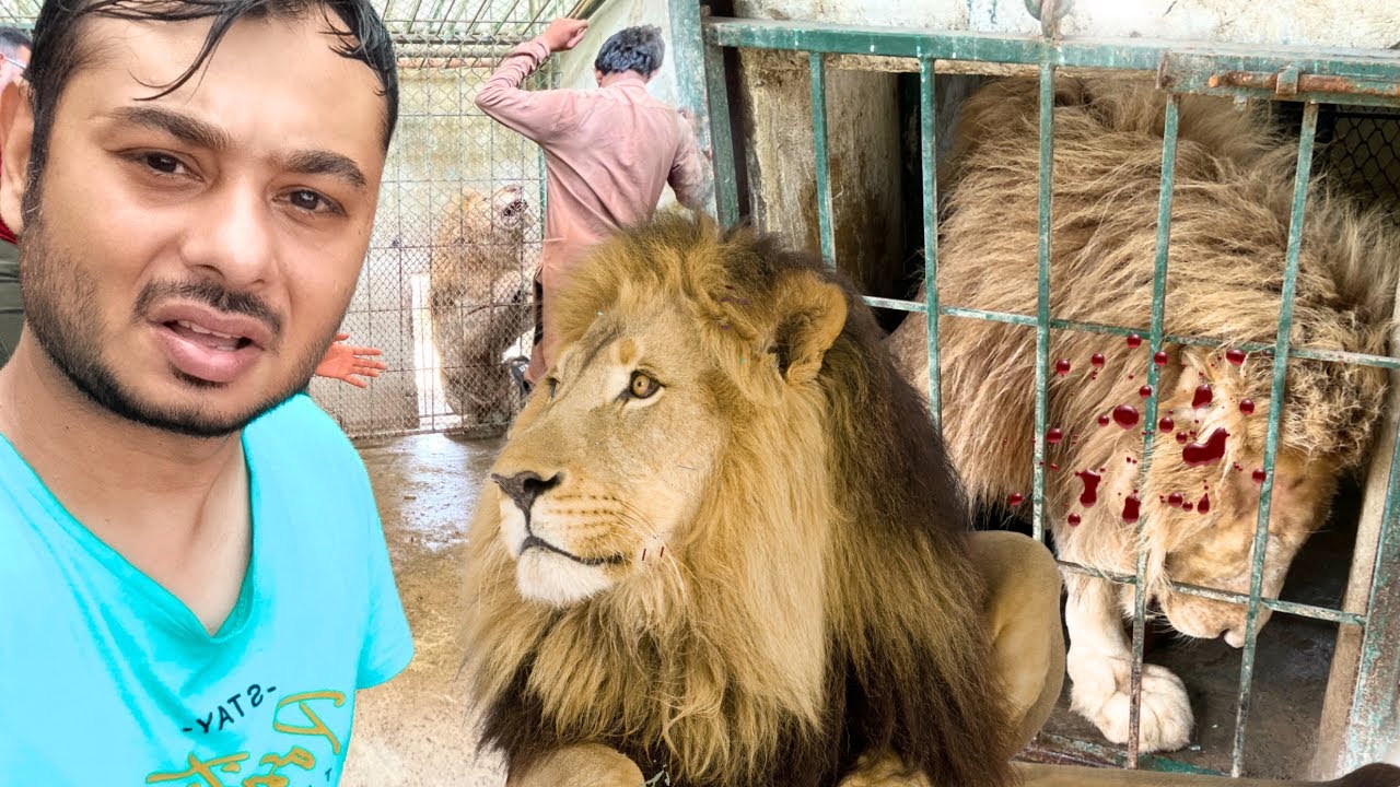 BABBAR Shair Control se Bahir  Ab KIYA hoga ? Zoo me