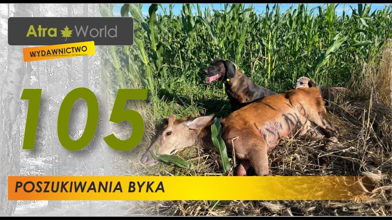 Poszukiwanie byka