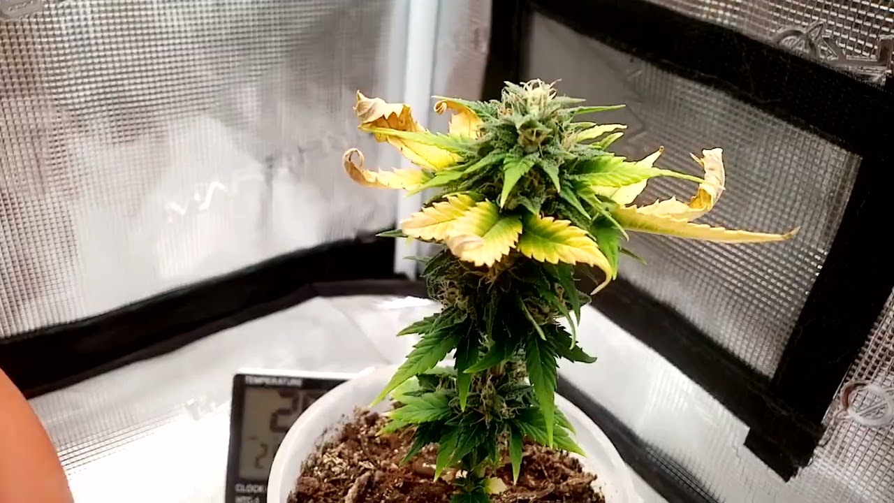 Indoor