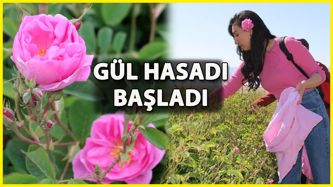 Isparta'da Gül Hasadı Başladı; Rekolte Beklentisi 15 Bin Ton