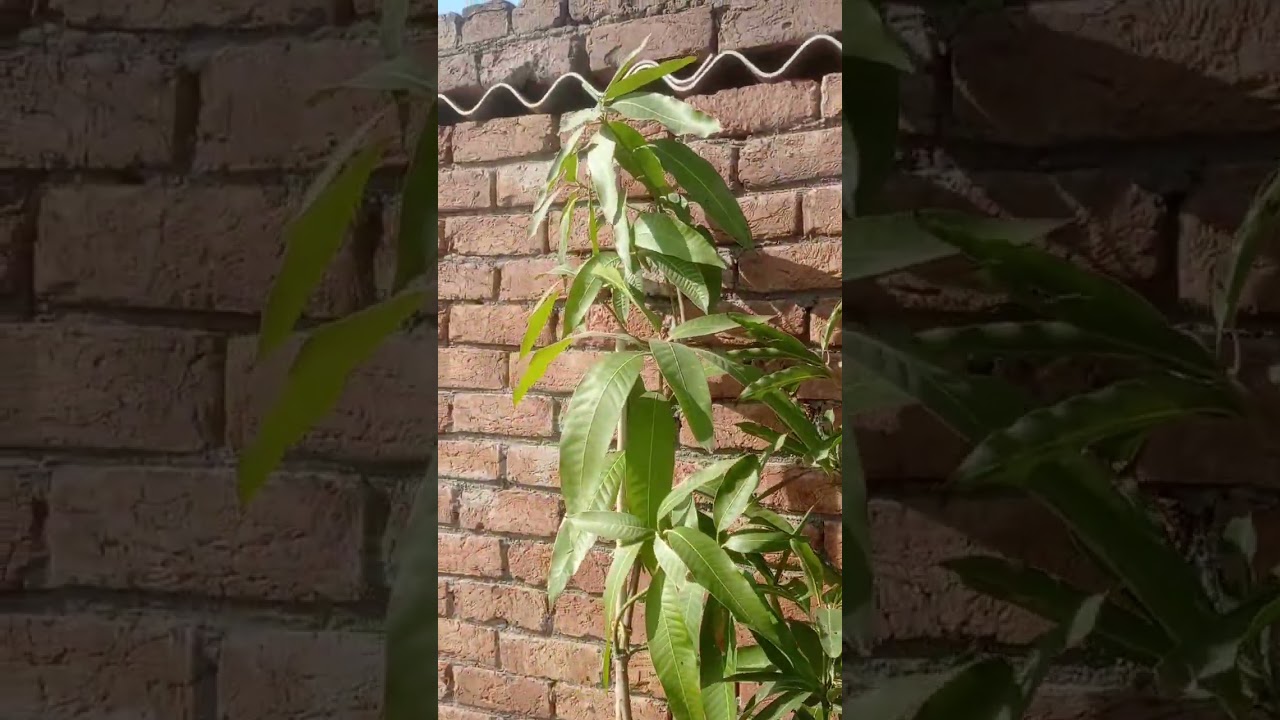 happy new year in advance plant lovers ❤️ 