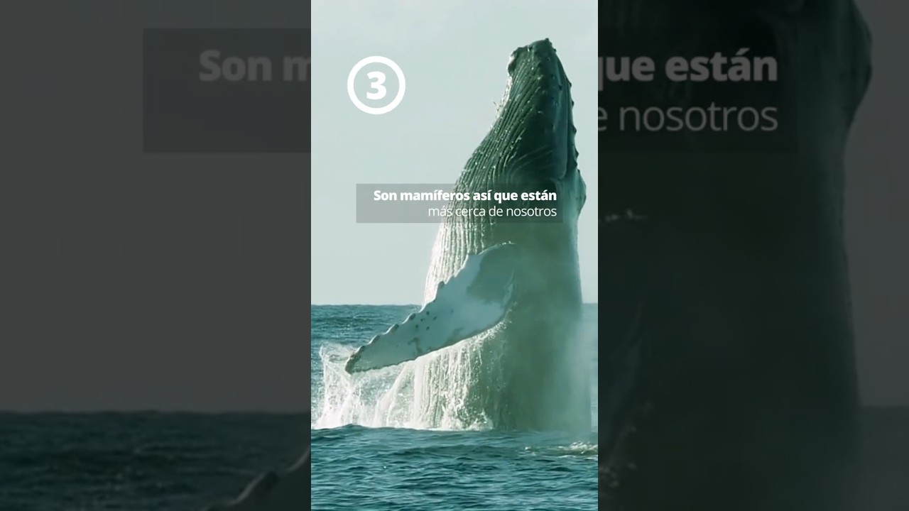10 cosas que no sab&iacute;as de las ballenas jorobadas o yubartas 🐋 | &iexcl;Ya est&aacute;n en nuestras costas!