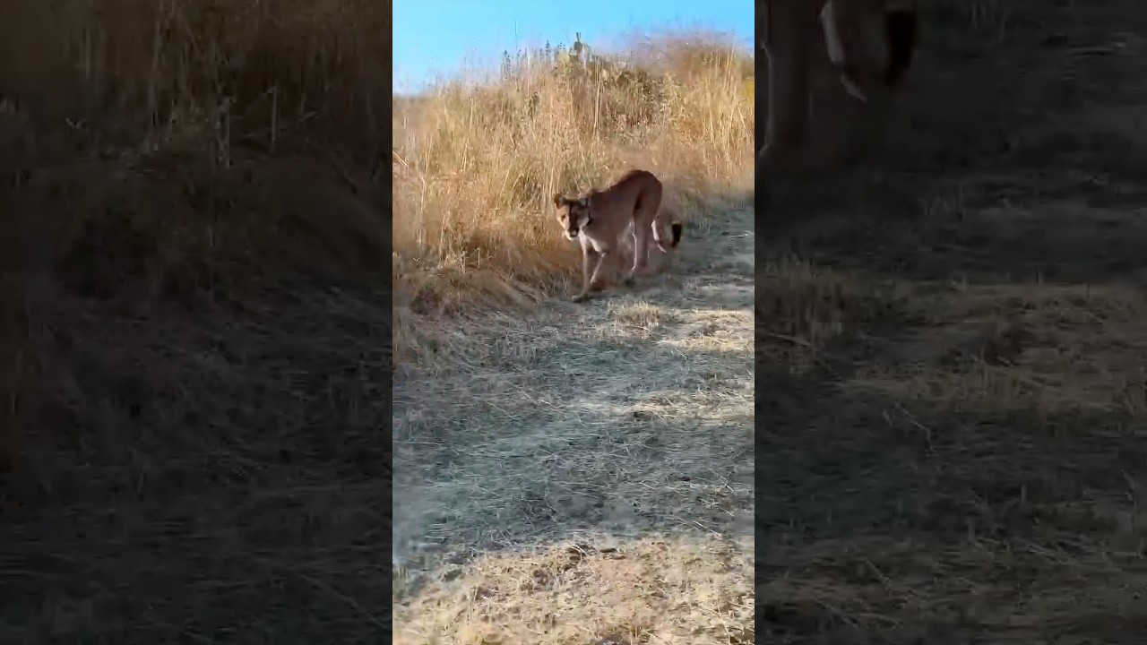 Close encounter with mountain lion