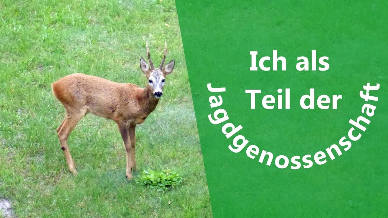 Wald und Wild - Ich als Jagdgenosse