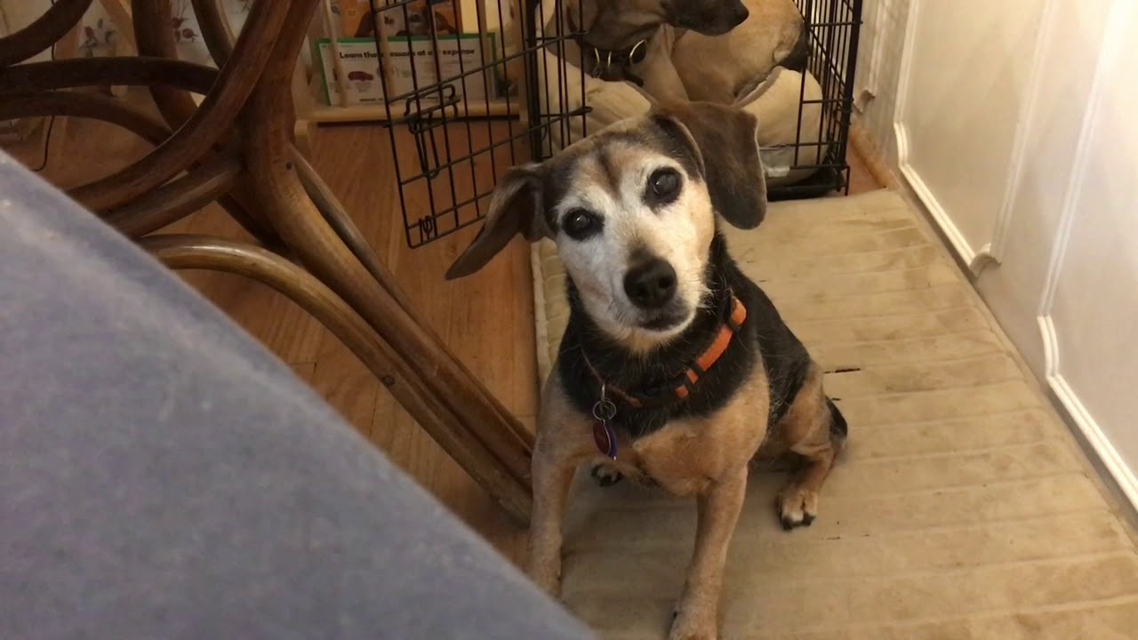 Zani Sits and Stares for Attention: Example of Resistance to Extinction