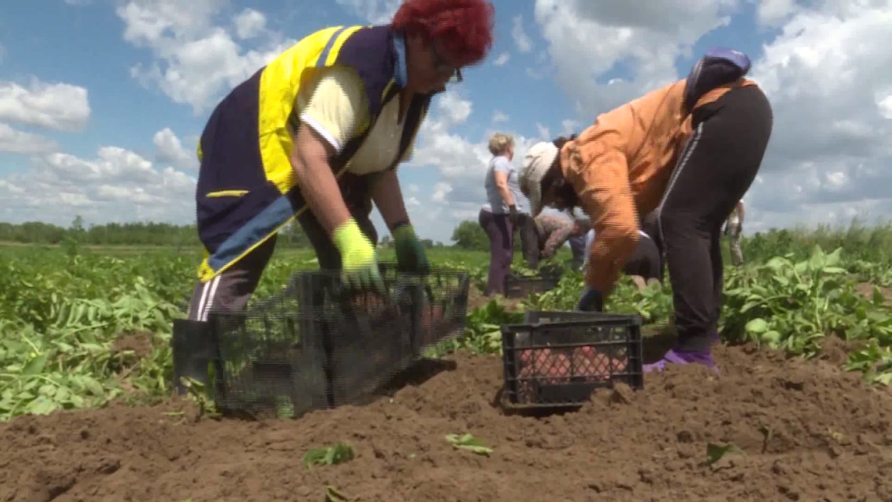 2020-06-03- Szépen terem az idén a krumpli – ha locsolták