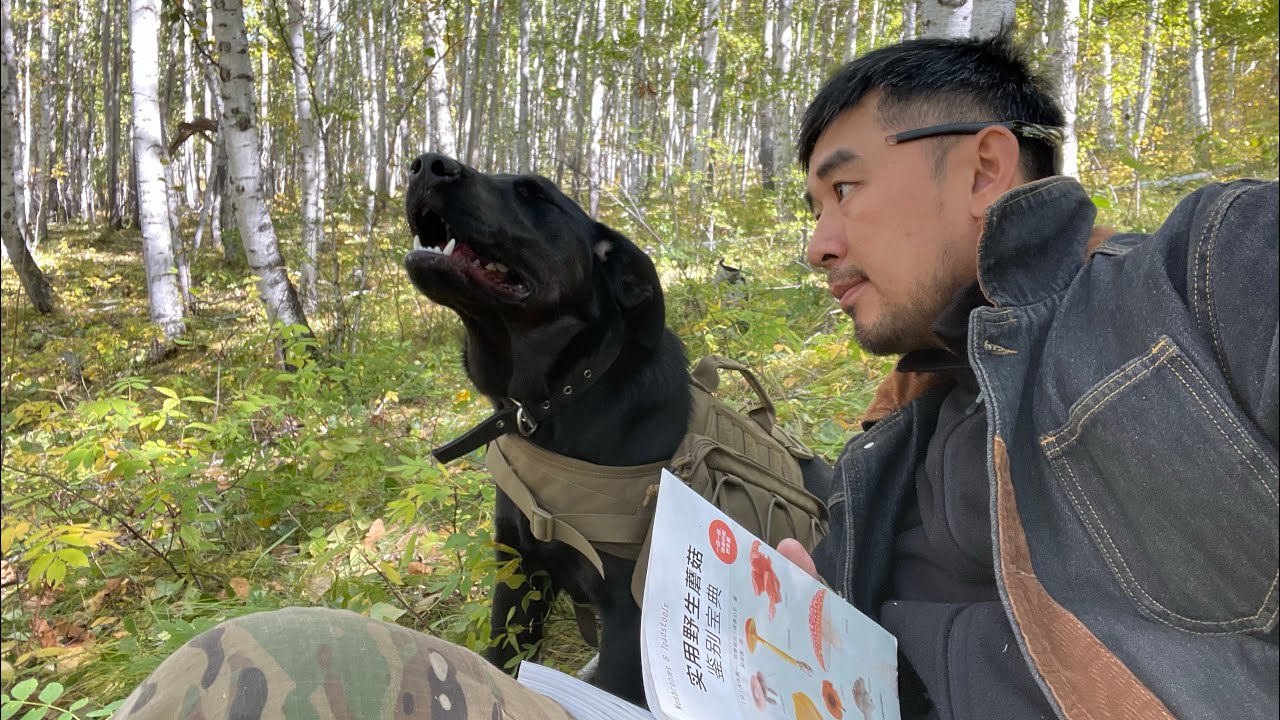 和狗子阿布一起进山采蘑菇，沉浸在呼伦贝尔的美丽秋色里