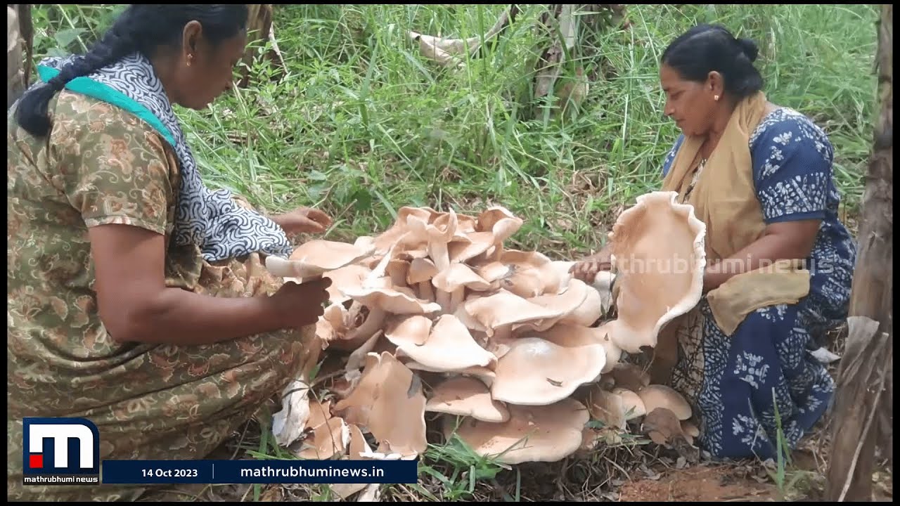 ഒന്നല്ല, രണ്ടല്ല, ഒറ്റ ചുവട്ടിൽ അമ്പതിലധികം കൂണുകൾ; നെടുങ്കണ്ടത്ത് ഭീമൻ കൂണുകൾ | Mushroom | Idukki