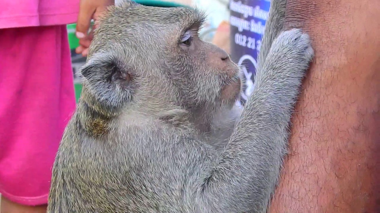 Smart monkey! Monkey sok find tick for human | Monkey Sok lover