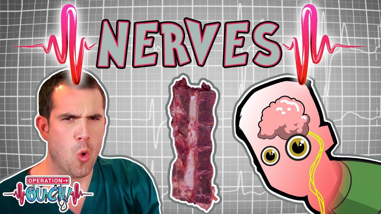 Science for kids | Body Parts - NERVES | Experiments for kids | Operation Ouch