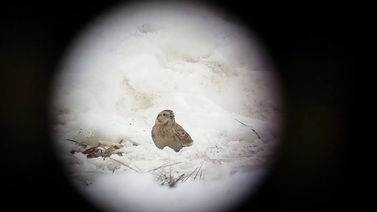 Poświerka Calcarius lapponicus