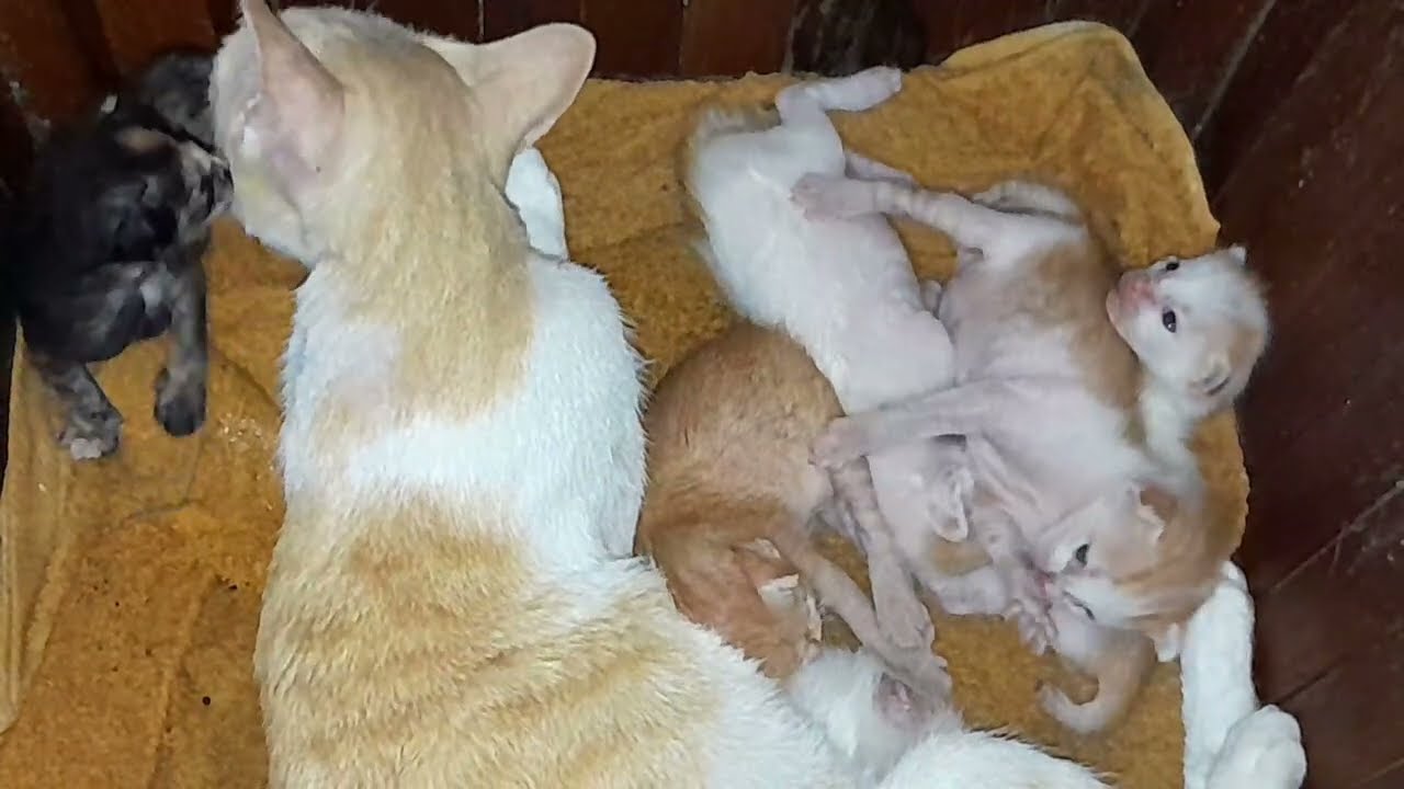 Mom cat is taking care of her newborn baby kittens 